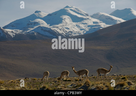 Vikunjas Tatio Geysire Chile Stockfoto