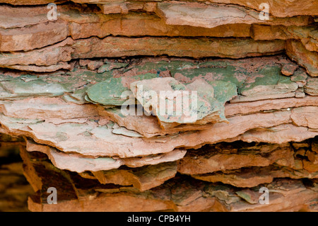 Mauv Kalkstein (Kambrium) in den Grand Canyon in der Nähe Fluss Meile 56 (Kwagunt Bach) Stockfoto