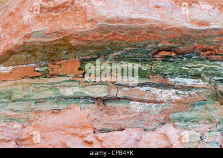 Mauv Kalkstein (Kambrium) in den Grand Canyon in der Nähe Fluss Meile 56 (Kwagunt Bach) Stockfoto