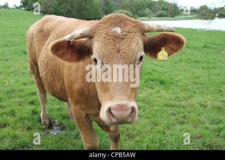 Neugierige Kuh in einem überschwemmten Feld. Stockfoto