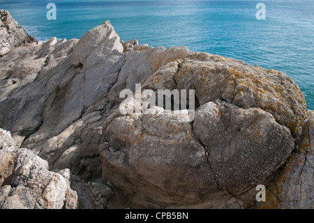 Fossiler Wald, Lulworth Cove, Dorset, Engalnd Stockfoto