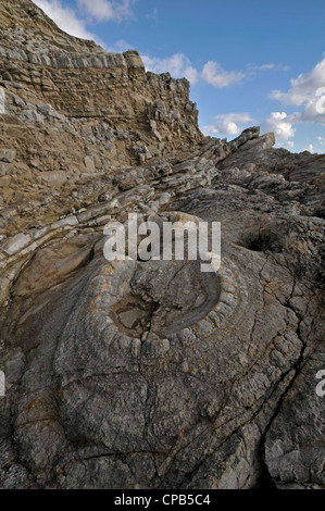 Fossiler Wald, Lulworth Cove, Dorset, Engalnd Stockfoto