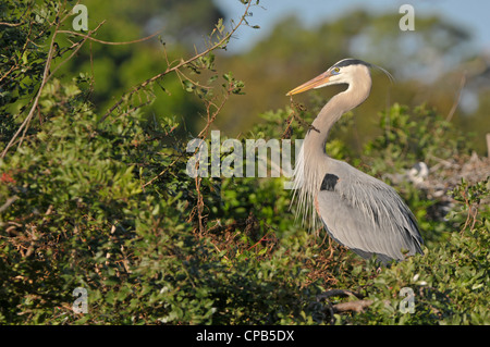 Great Blue Heron: Ardea Herodias. Venedig Rookery, Florida, USA. Mit Verschachtelung material Stockfoto