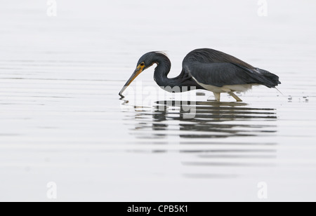 Dreifarbigen Reiher, Egretta Trikolore, in das seichte Wasser der Lagune und Sumpfgebiet der Fort De Soto Jagd Fisch, Florida, USA Stockfoto