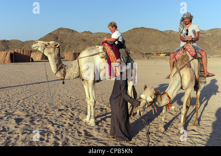 Beduinenführer Frau in traditioneller Kleidung führt Touristen Kamelreiten in der Wüste. Beduinen-Dorf über Hurghada Ägypten Afrika Stockfoto