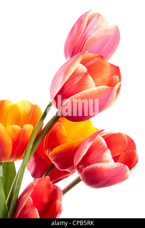 Schöner Blumenstrauß der Blumen im Frühling. Tulpen auf weißem Hintergrund Stockfoto