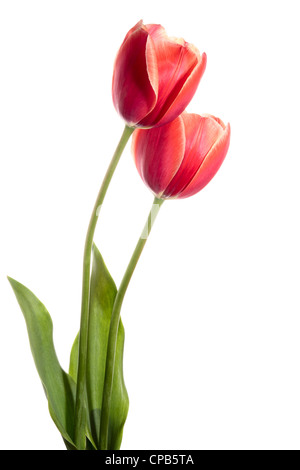 Zwei Blumen im Frühling. Tulpen, isoliert auf weiss Stockfoto