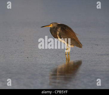 Dreifarbigen Reiher, Egretta Trikolore, in das seichte Wasser der Lagune und Sumpfgebiet der Fort De Soto Jagd Fisch, Florida, USA Stockfoto