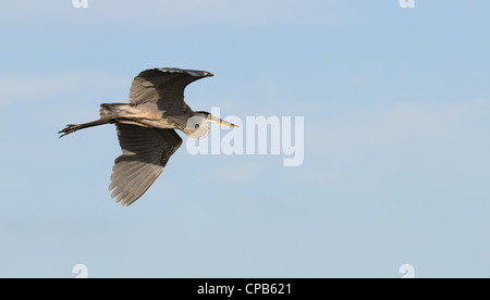 Braune Pelikane fliegen, am Strand, im Golf von Mexiko an der Ostküste von Florida in der Nähe von Fort De Soto, Sankt Petersburg, Vereinigte Staaten Stockfoto