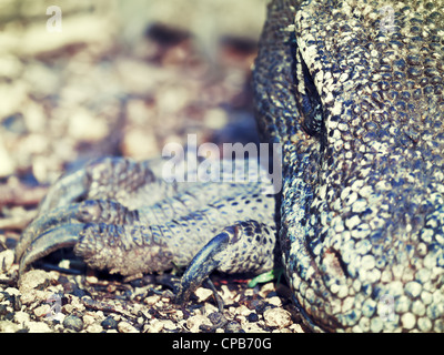 Porträt der Komodowaran (Varanus Komodoensis). Rinca Stockfoto