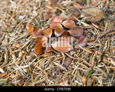 Samen aus Buche / Fagus / Buchensamen Stockfoto