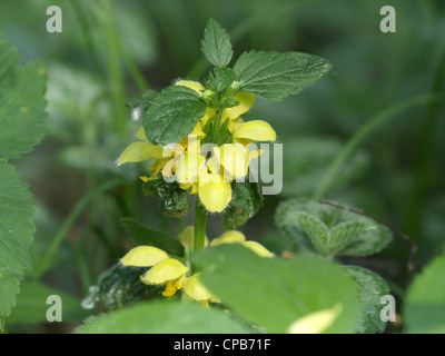 Gelbe Erzengel / Lamium Galeobdolon / Gewöhnliche Goldnessel Stockfoto