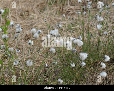 Fruchtstand von Hare´s-Tail Wollgras / Wollgras Vaginatum / Scheiden-Wollgras Stockfoto