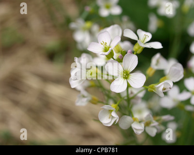 Kuckuck Blume gestülpt Kittel / Cardamine Pratensis / Wiesenschaumkraut Stockfoto