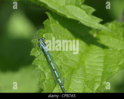 Azure Damselfly männlich / Coenagrion Puella / Hufeisen-Azurjungfer Männchen Stockfoto