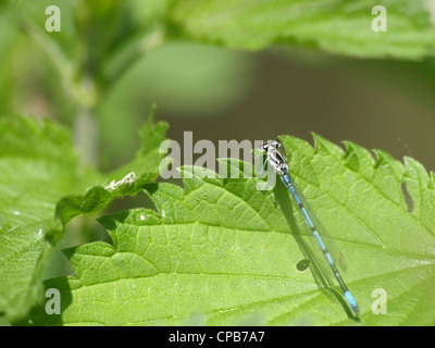 Azure Damselfly männlich / Coenagrion Puella / Hufeisen-Azurjungfer Männchen Stockfoto