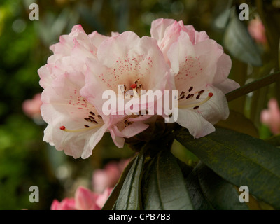 Rhododendron Arboreum X campanulatum, eine Gruppe von Blumen in voller Blüte Stockfoto