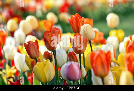 Bunte Tulpen Stockfoto