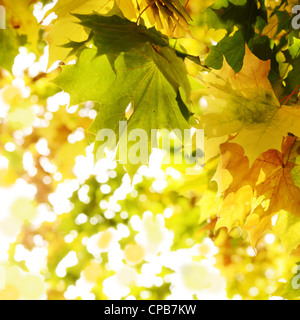 Ahornblätter über helle Herbst Hintergrund Stockfoto