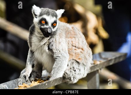 Lemur Affe füttern im zoo Stockfoto