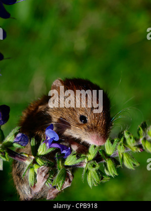 Niedliche kleine Wühlmaus und eine Blume Stockfoto