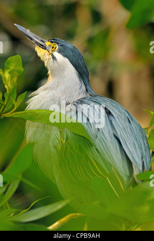 Die gerastert Heron (Butorides Striata) oder Mangroven Heron. Papiliorama, Kerzers FR, Schweiz. Stockfoto