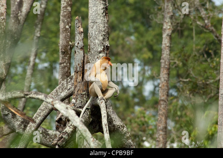 Borneo, Brunei. mangrovenwald auf Brunei River, in der Nähe von Bandar Seri Begawan. Wild männlichen proboscis Monkey. Stockfoto