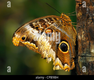 Die gelb umrandeten Riesen Eule (Caligo Atreus) ist ein Schmetterling der Familie Nymphalidae. Die Art ist aus Mexiko nach Peru gefunden. Stockfoto