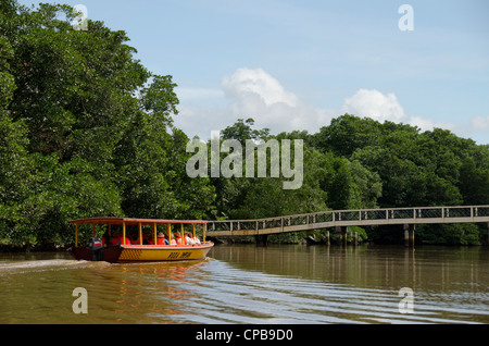 Borneo, Brunei. dichten Mangrovenwälder entlang der Brunei River, nicht weit von der Hauptstadt Bandar Seri Begawan. Stockfoto