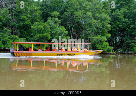 Borneo, Brunei. dichten Mangrovenwälder entlang der Brunei River, nicht weit von der Hauptstadt Bandar Seri Begawan. Stockfoto