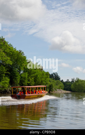 Borneo, Brunei. dichten Mangrovenwälder entlang der Brunei River, nicht weit von der Hauptstadt Bandar Seri Begawan. Stockfoto