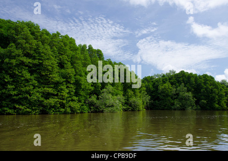 Borneo, Brunei. dichten Mangrovenwälder entlang der Brunei River, nicht weit von der Hauptstadt Bandar Seri Begawan. Stockfoto