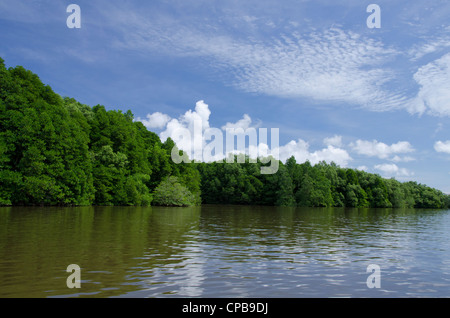 Borneo, Brunei. dichten Mangrovenwälder entlang der Brunei River, nicht weit von der Hauptstadt Bandar Seri Begawan. Stockfoto