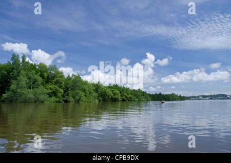 Borneo, Brunei. dichten Mangrovenwälder entlang der Brunei River, nicht weit von der Hauptstadt Bandar Seri Begawan. Stockfoto