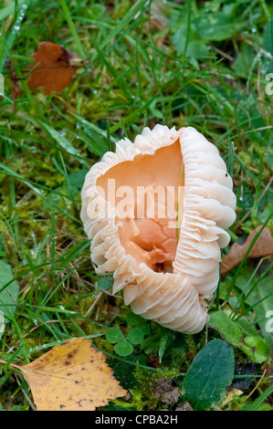 Wiese Waxcap: Hygrocybe pratensis Stockfoto