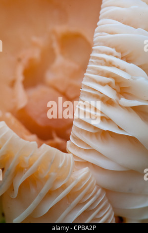 Wiese Waxcap: Hygrocybe Pratensis. Nahaufnahme der Kiemen Stockfoto