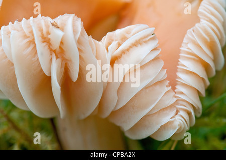 Wiese Waxcap: Hygrocybe Pratensis. Nahaufnahme der Kiemen. Stockfoto