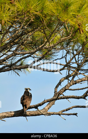 Fischadler: Pandion Haliaetus. Honeymoon Island, Florida, USA Stockfoto