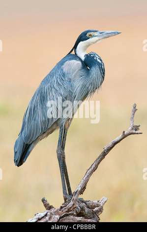 Great Blue Heron (Ardea Herodias), während auf Safari in Ostafrika Stockfoto
