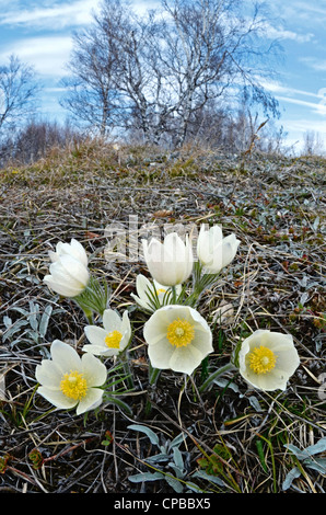 Gelbe Küchenschellen. Altai Ausläufern, Sibirien, Russland Stockfoto