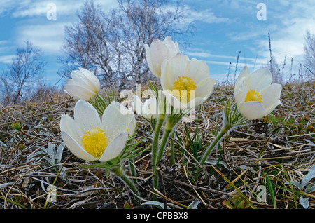 Gelbe Küchenschellen. Altai Ausläufern, Sibirien, Russland Stockfoto