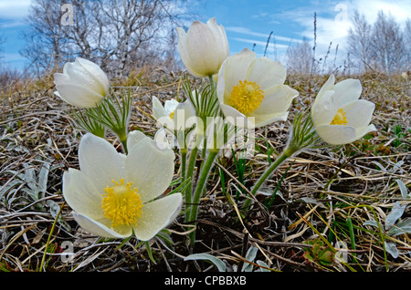 Gelbe Küchenschellen. Altai Ausläufern, Sibirien, Russland Stockfoto