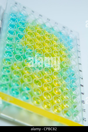 Eine 96-well-Platte verwendet in medizinischen und chemischen Untersuchungen zur Umfrage-Real-Time PCR und anderes Labor tests Stockfoto