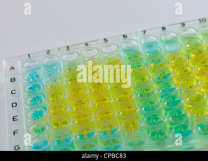 Eine 96-well-Platte verwendet in medizinischen und chemischen Untersuchungen zur Umfrage-Real-Time PCR und anderes Labor tests Stockfoto