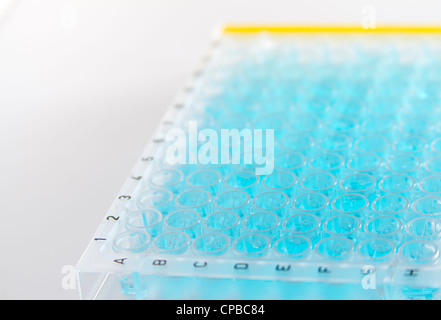 Eine 96-well-Platte verwendet in medizinischen und chemischen Untersuchungen zur Umfrage-Real-Time PCR und anderes Labor tests Stockfoto