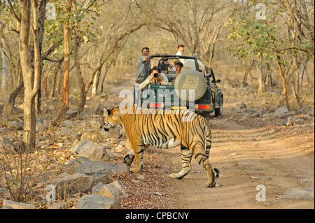 Tiger-Fotografie im trockenen Strauch Wald Lebensraum Ranthambore Nationalpark Stockfoto