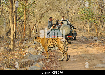 Tiger-Fotografie im trockenen Strauch Wald Lebensraum Ranthambore Nationalpark Stockfoto