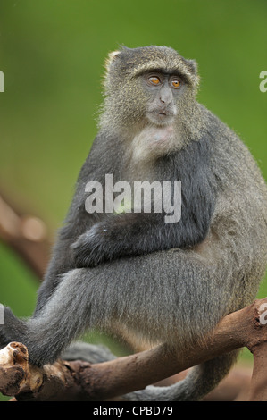 Diademmeerkatze oder matrizengeformte Affe (grüne Mitis) im Lake Manyara National Park in Nord-Tansania Stockfoto
