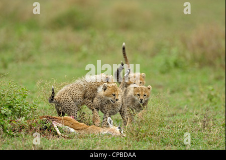 Spielerische Cheetah jungen im Grasland der Ndutu in Ngorongoro Naturschutzgebiet im Norden von Tansania, Afrika Stockfoto