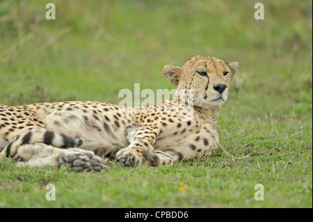 Gepard im Grasland der Ndutu in Ngorongoro Naturschutzgebiet im Norden von Tansania, Afrika Stockfoto